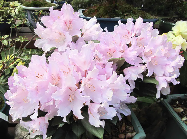Photo of R. 'Lavender Haze', Rhododendron Hybrid