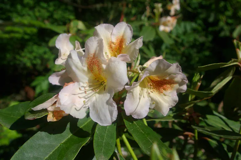 Photo of R. 'Forlana', Rhododendron Hybrid