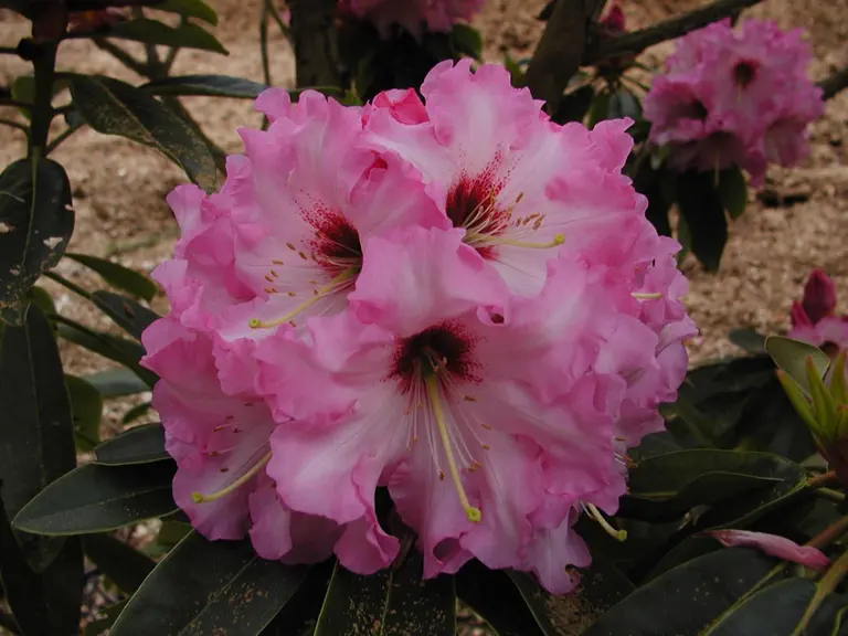 Photo of R. 'Loyd's Sweetie', Rhododendron Hybrid