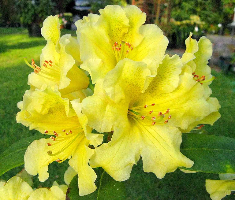 Photo of R. 'Mendocino Gold', Rhododendron Hybrid