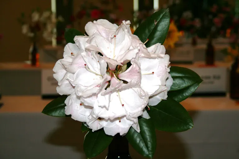 Photo of R. 'Michele Smith', Rhododendron Hybrid