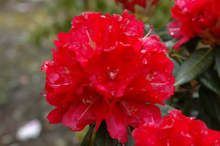 Photo of R. 'Miss Frances', Rhododendron Hybrid