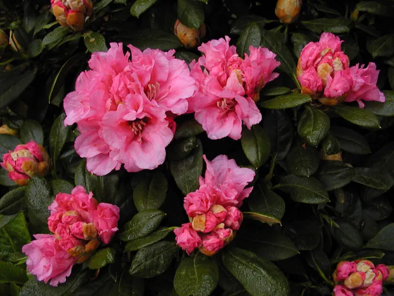 Photo of R. 'Muffy', Rhododendron Hybrid