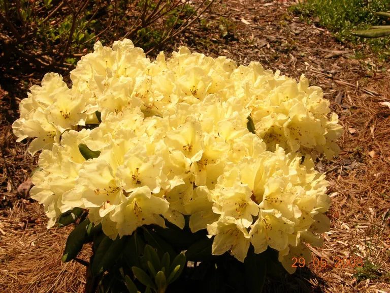 Photo of R. 'Nova Sunrise', Rhododendron Hybrid