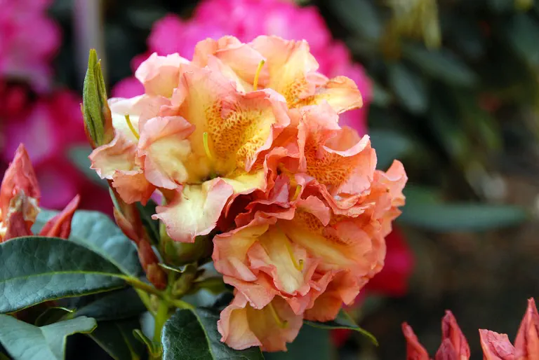 Photo of R. 'Orange Flirt', Rhododendron Hybrid
