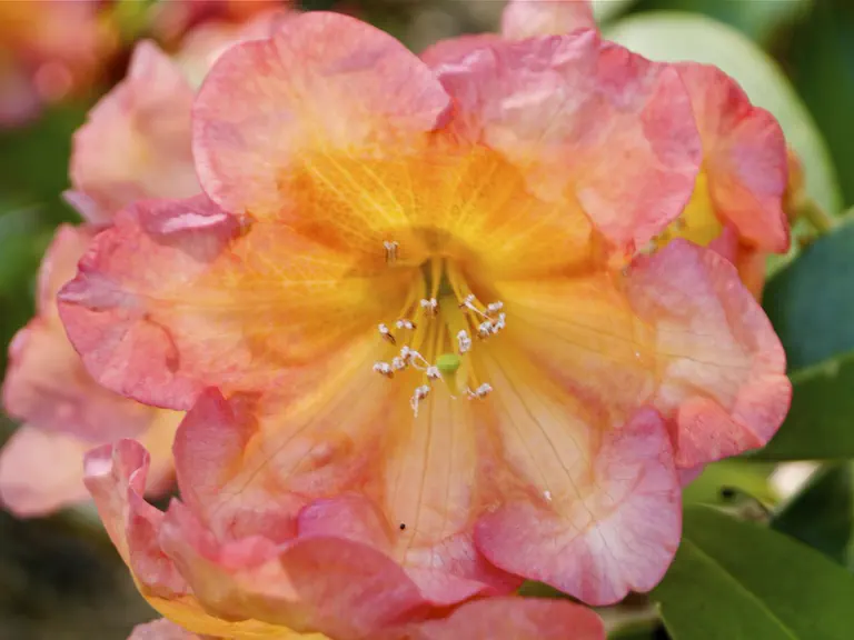 Photo of R. 'Orange Ruffy', Rhododendron Hybrid