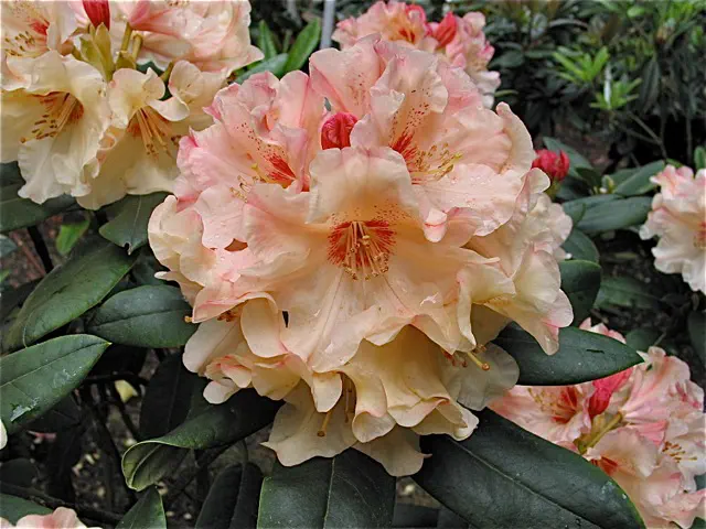 Photo of R. 'Peach Recital', Rhododendron Hybrid