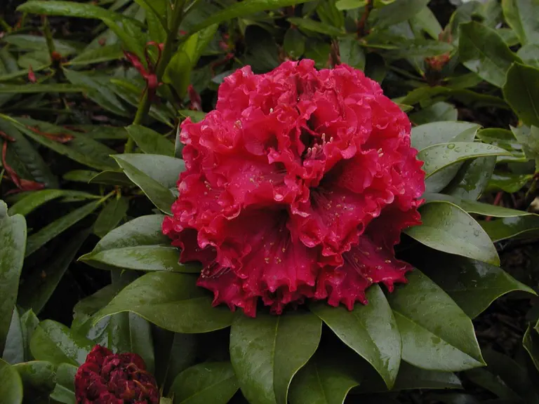 Photo of R. 'Peetskee', Rhododendron Hybrid