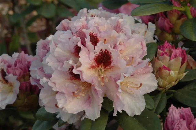 Photo of R. 'Philip Dee', Rhododendron Hybrid