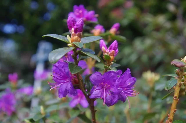 Photo of R. 'Songster', Rhododendron Hybrid