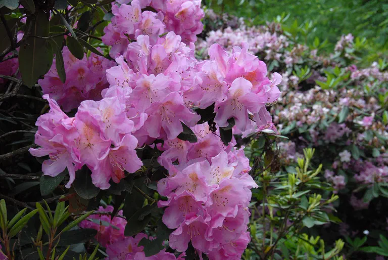 Photo of R. 'Reileyridge Bright Day', Rhododendron Hybrid