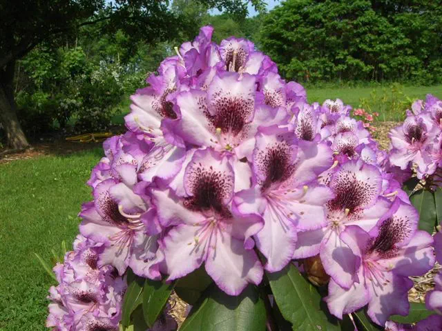 Photo of R. 'Ruth's Showstopper', Rhododendron Hybrid