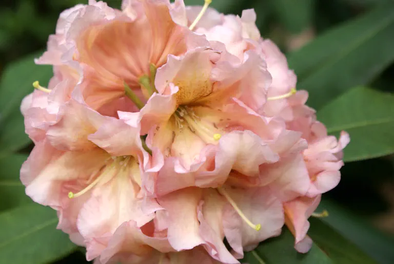 Photo of R. 'Shoreham', Rhododendron Hybrid