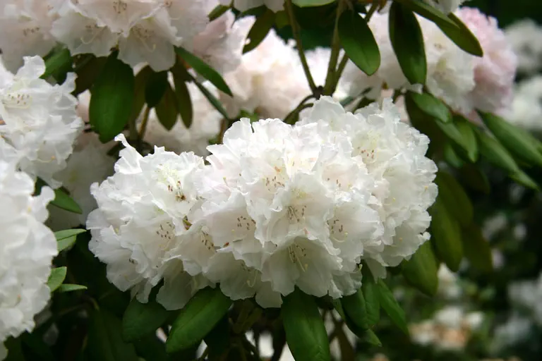 Photo of R. 'Trinity', Rhododendron Hybrid