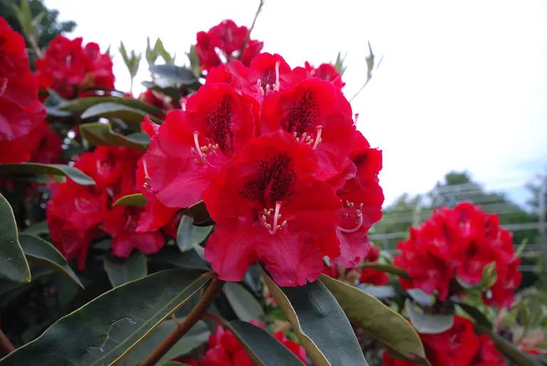 Photo of R. 'Souvenir de D.A. Koster', Rhododendron Hybrid