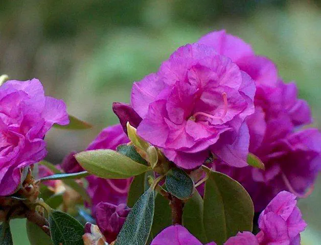 Photo of R. 'April Rose', Rhododendron Hybrid