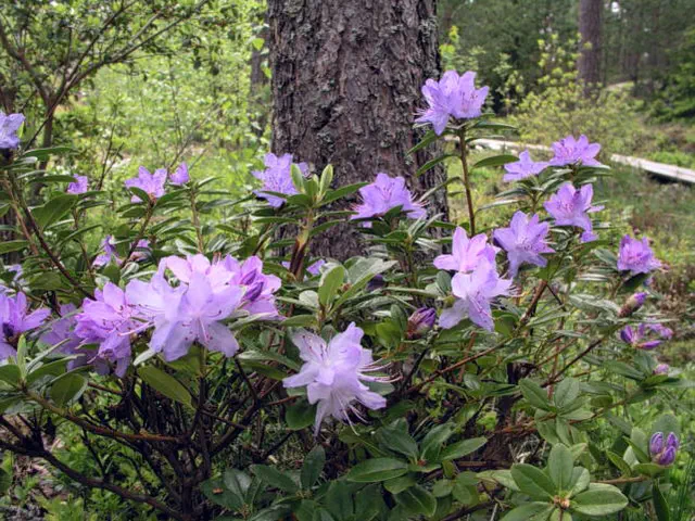 Photo of R. 'Aquamarin', Rhododendron Hybrid