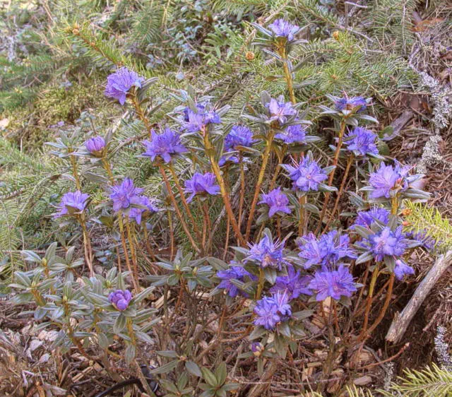 Photo of R. 'Lauretta', Rhododendron Hybrid