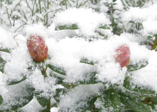 Photo of R. 'February Dawn', Rhododendron Hybrid