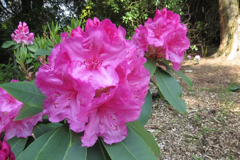 Photo of R. 'Souvenir de Doctor S. Endtz', Rhododendron Hybrid