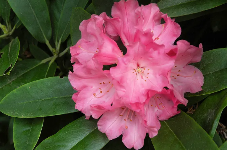 Photo of R. 'yakushimanum x Britannia', Rhododendron Hybrid