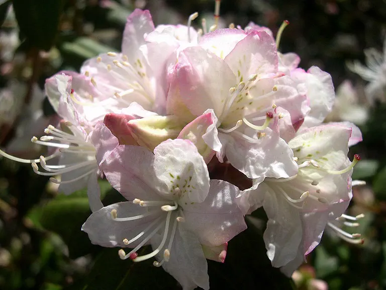 Photo of R. 'Pikeland', Rhododendron Hybrid