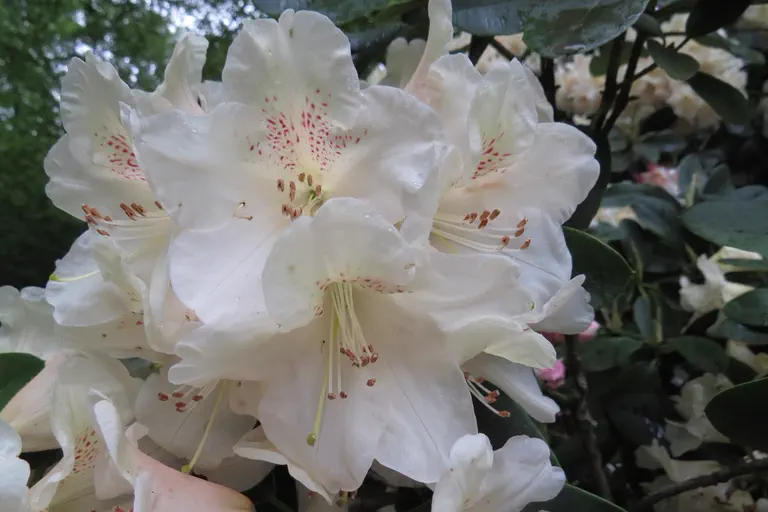 Photo of R. 'Souvenir of W C Slocock', Rhododendron Hybrid