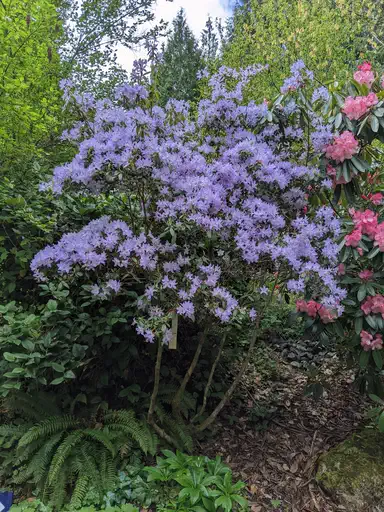 Photo of R. augustinii ssp augustinii 'Cox's Form', Rhododendron Species Selection