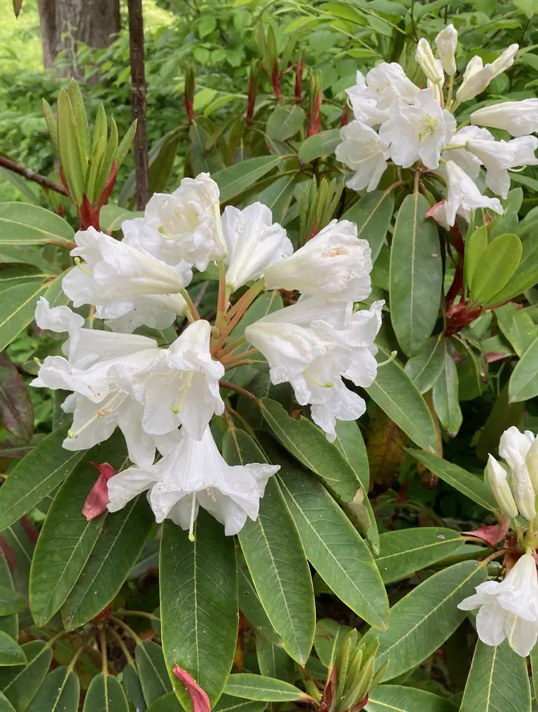 Photo of R. 'Summer Glow x auriculatum', Rhododendron Hybrid
