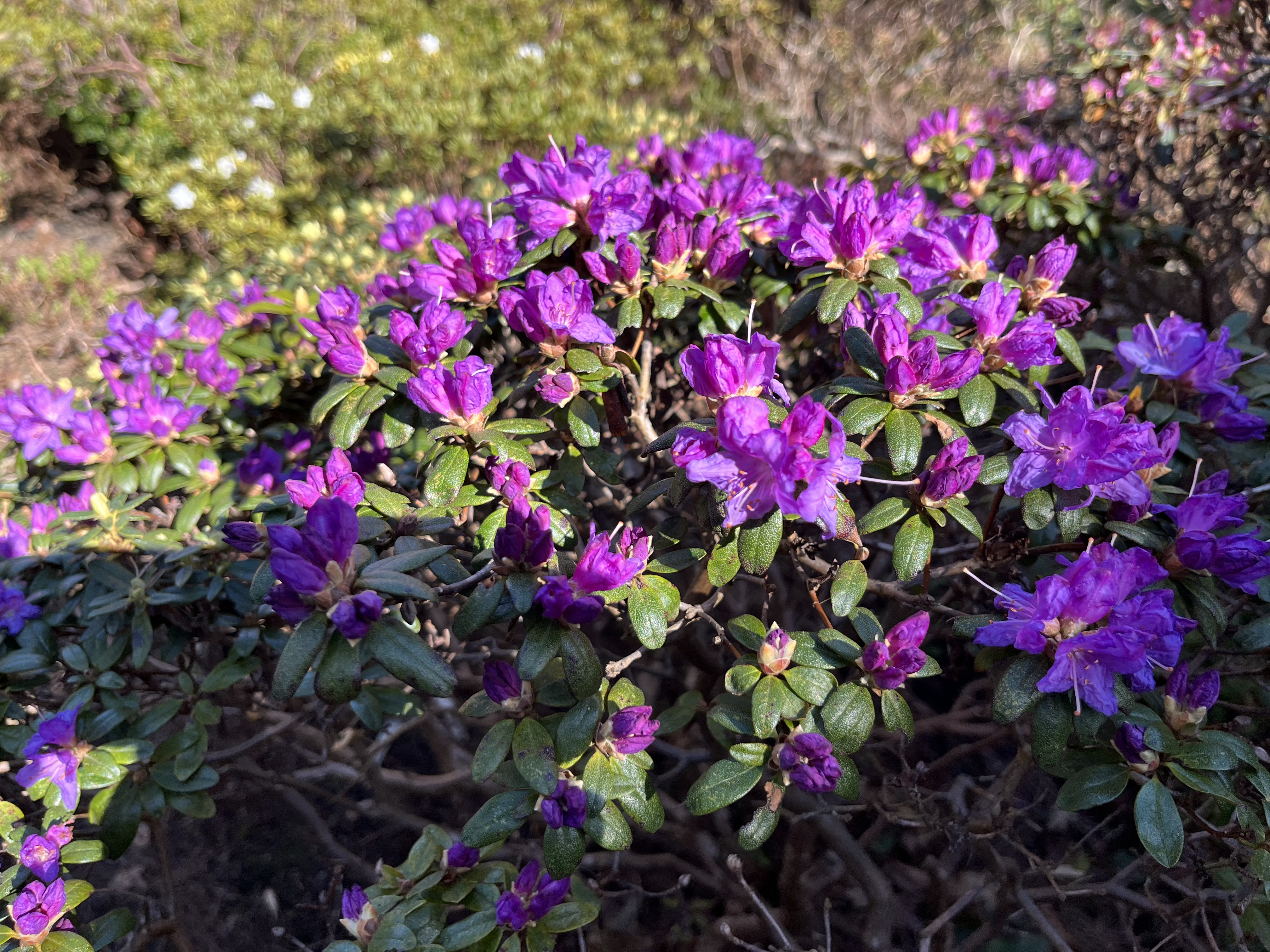 Rhododendron Blue Starling photo