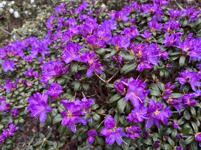 Photo of R. 'Blue Starling', Rhododendron Hybrid