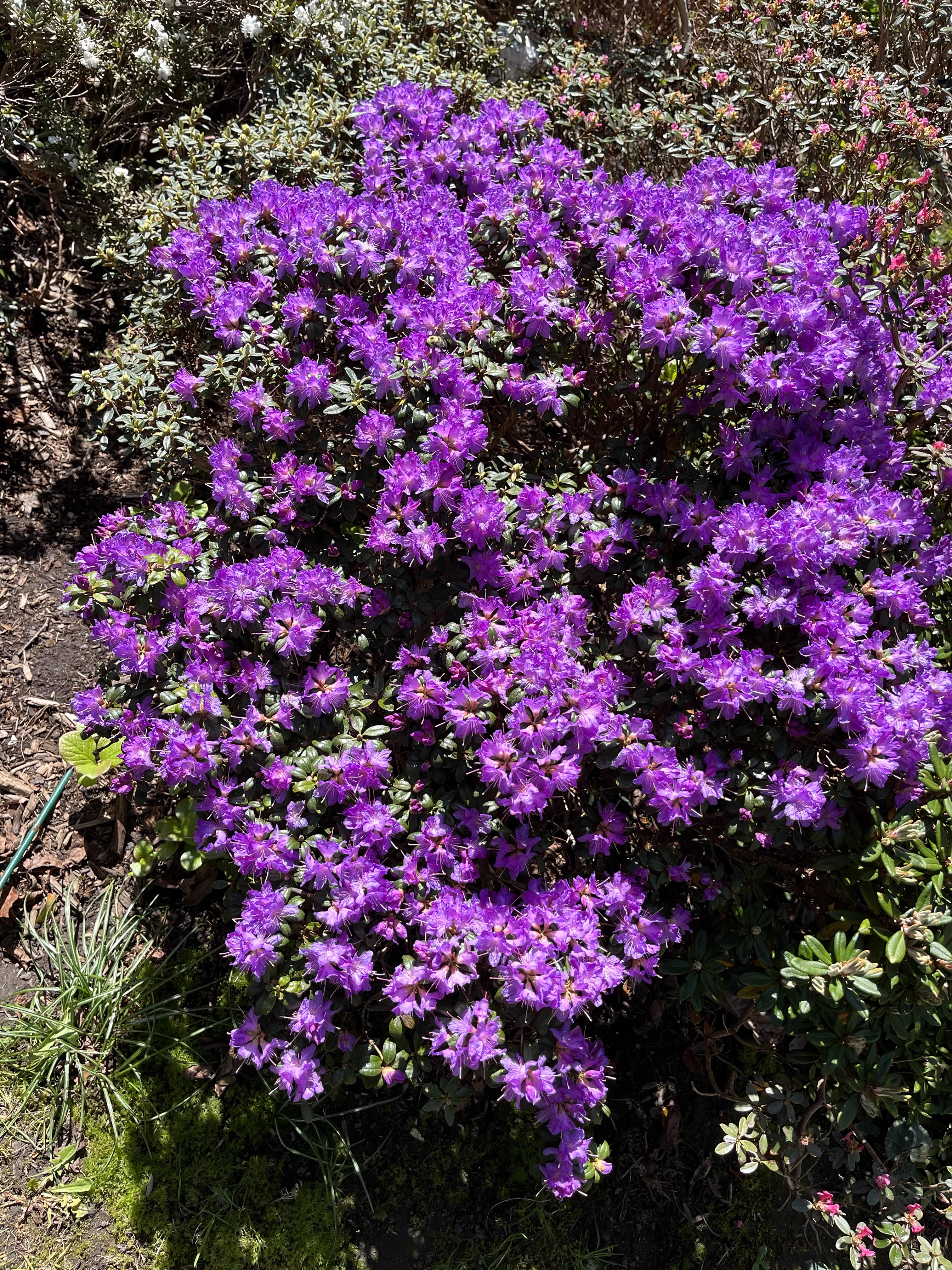 Rhododendron Blue Starling photo