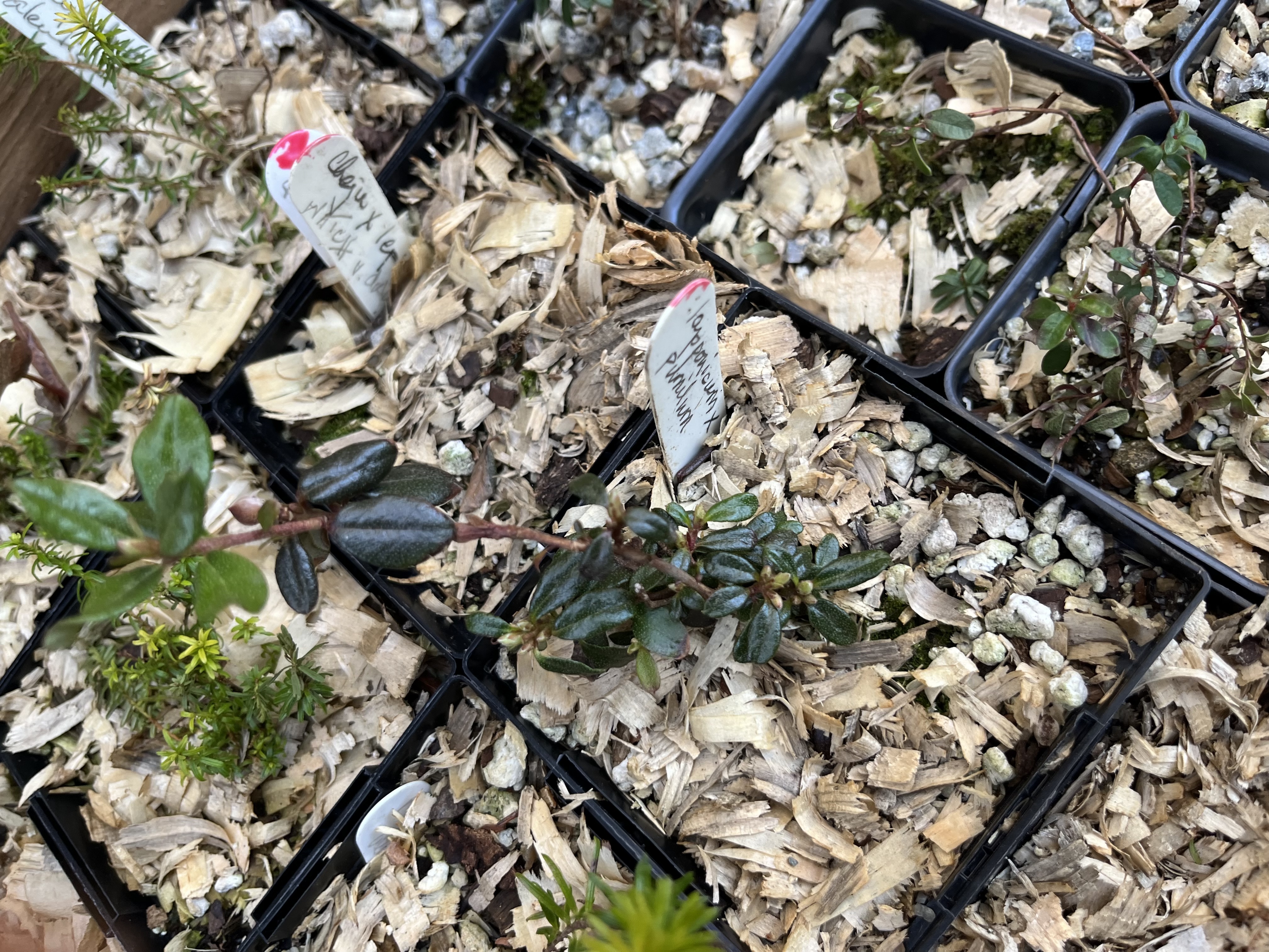 Rhododendron lapponicum x pumilum photo