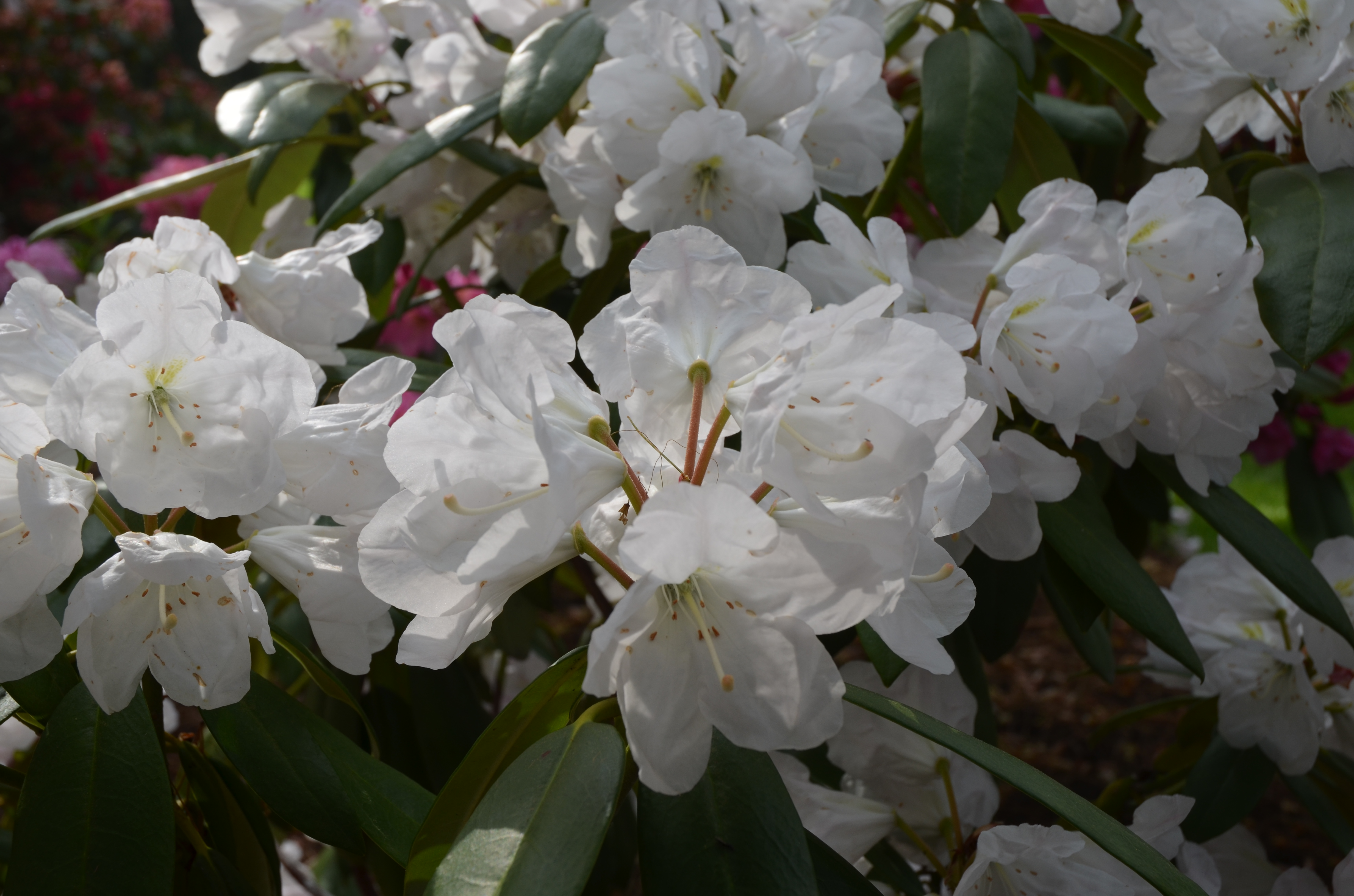 Rhododendron Sally Moser photo