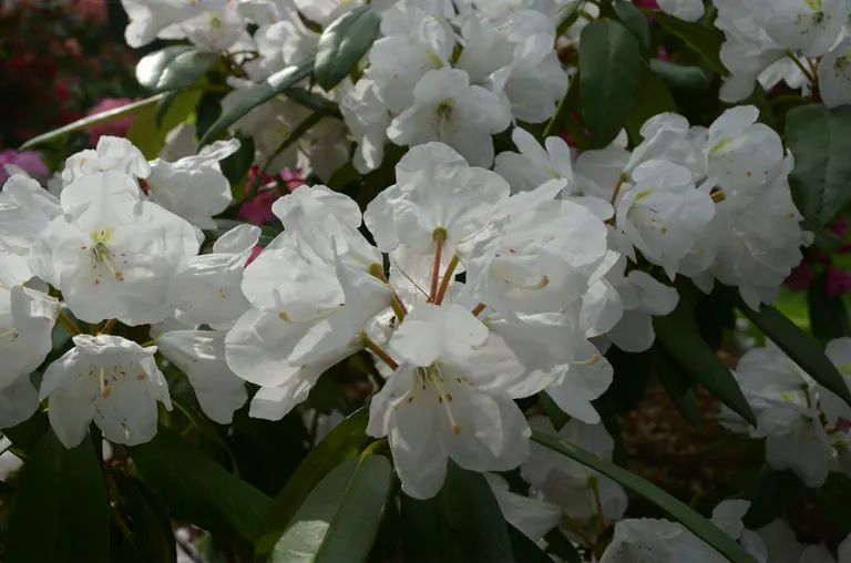 Photo of R. 'Sally Moser', Rhododendron Hybrid