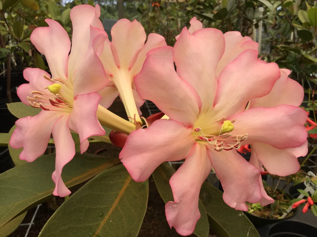 R. 'Rangitutu Rose' photo of R. 'Rangitutu Rose'. Location: Pahoa, HI. Photo by: Pete Adams
