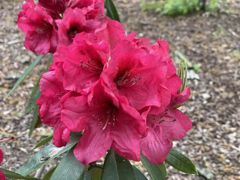 Photo of R. 'Dan Layman', Rhododendron Hybrid