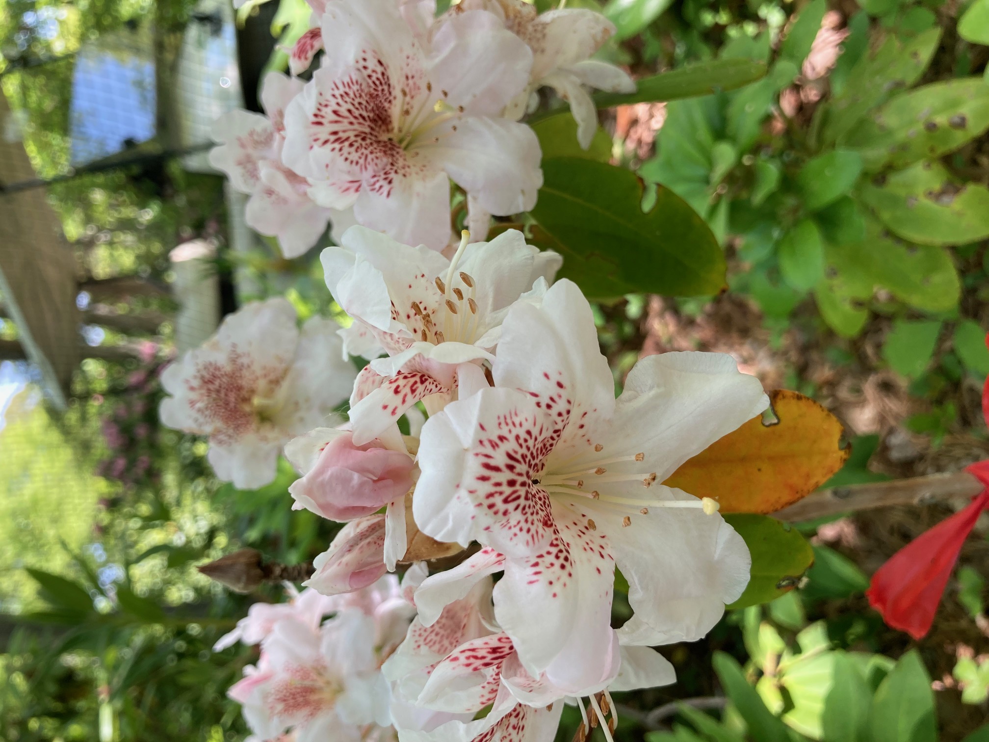 Rhododendron null photo