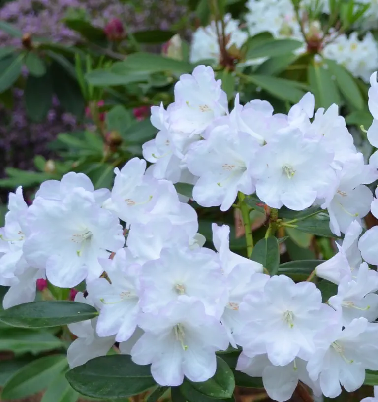 Photo of R. 'Forrest Schoenberger', Rhododendron Hybrid