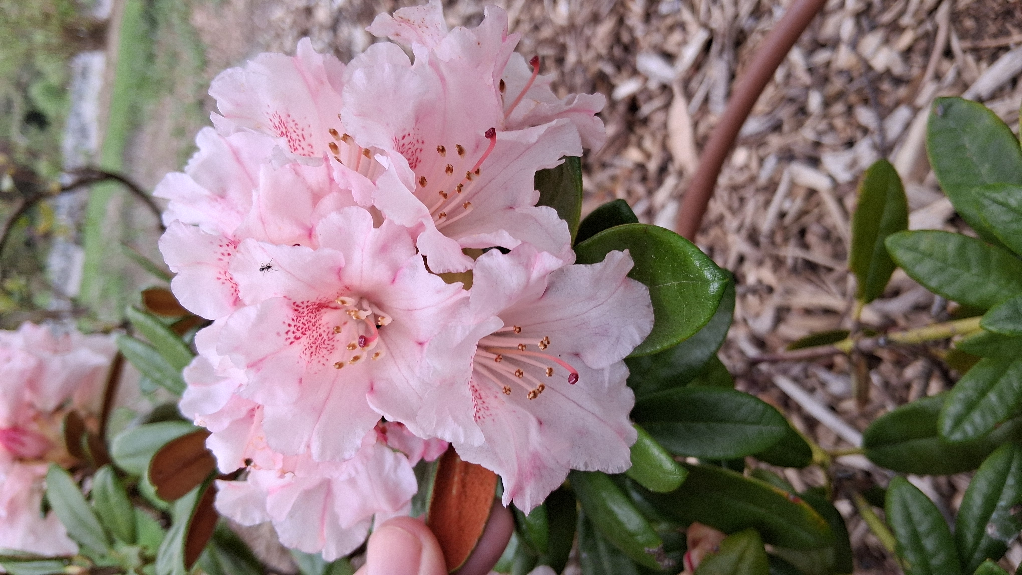 Rhododendron Bambino x R. proteoides photo