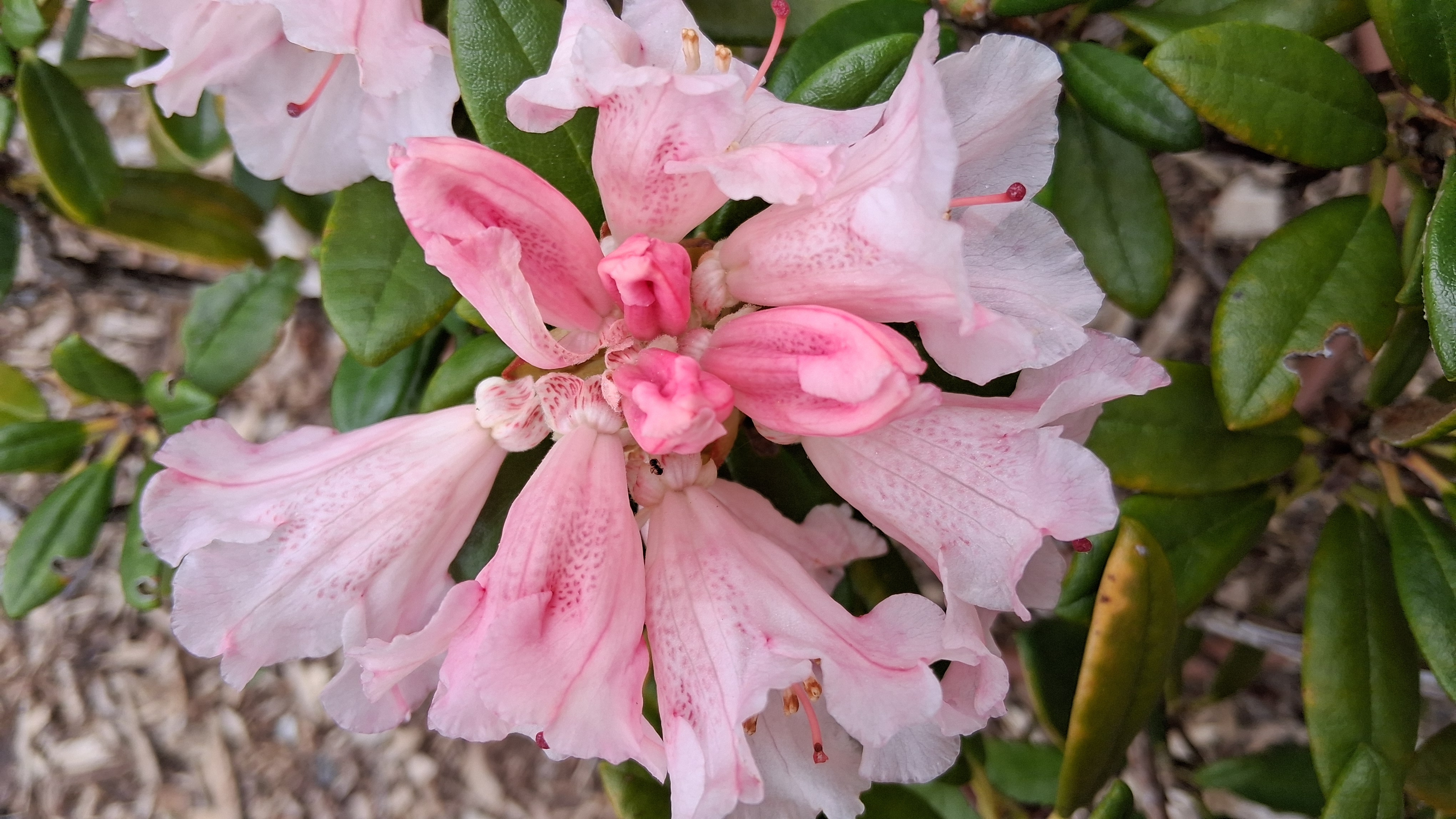 Rhododendron Bambino x R. proteoides photo