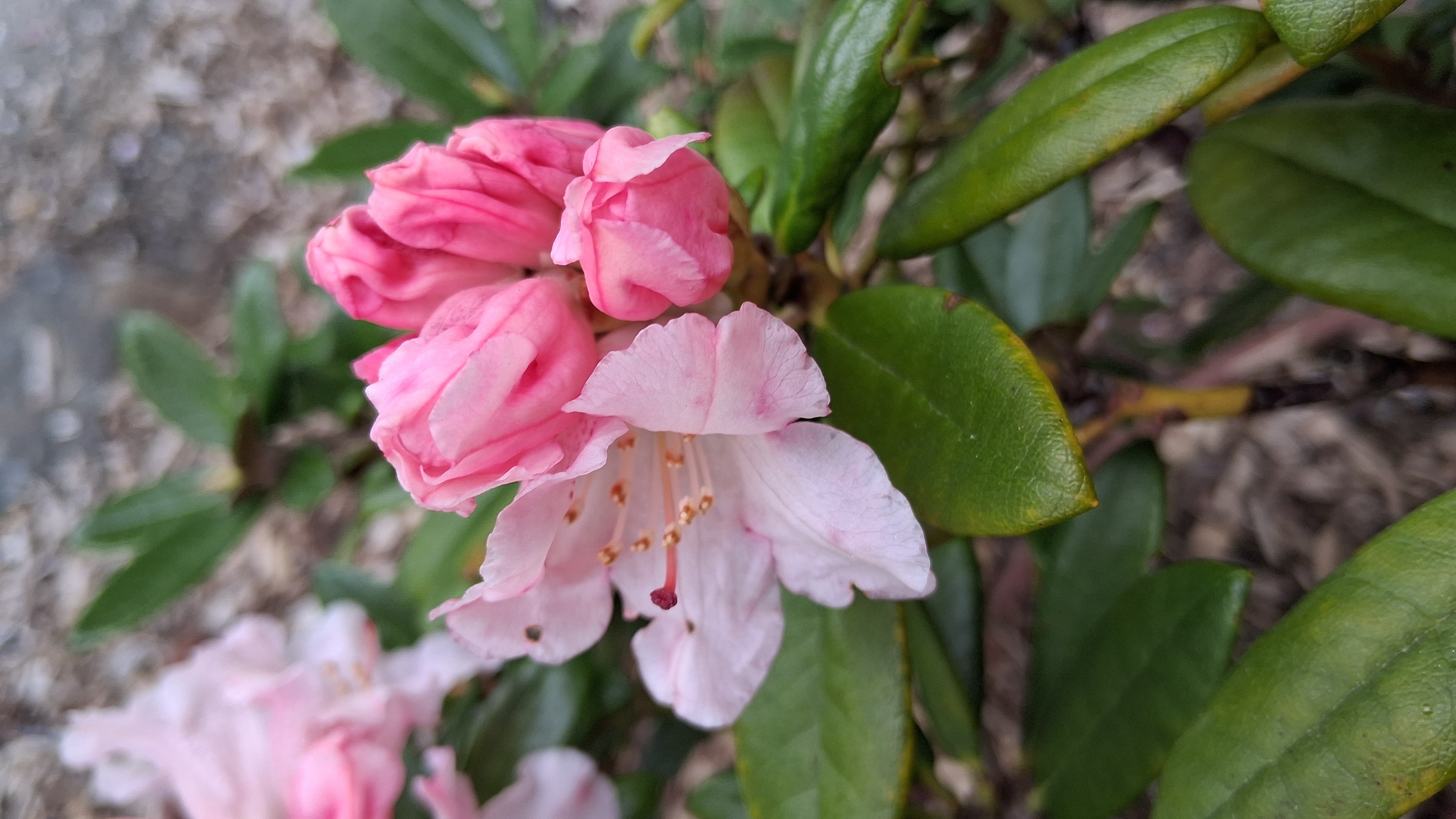 Rhododendron Bambino x R. proteoides photo