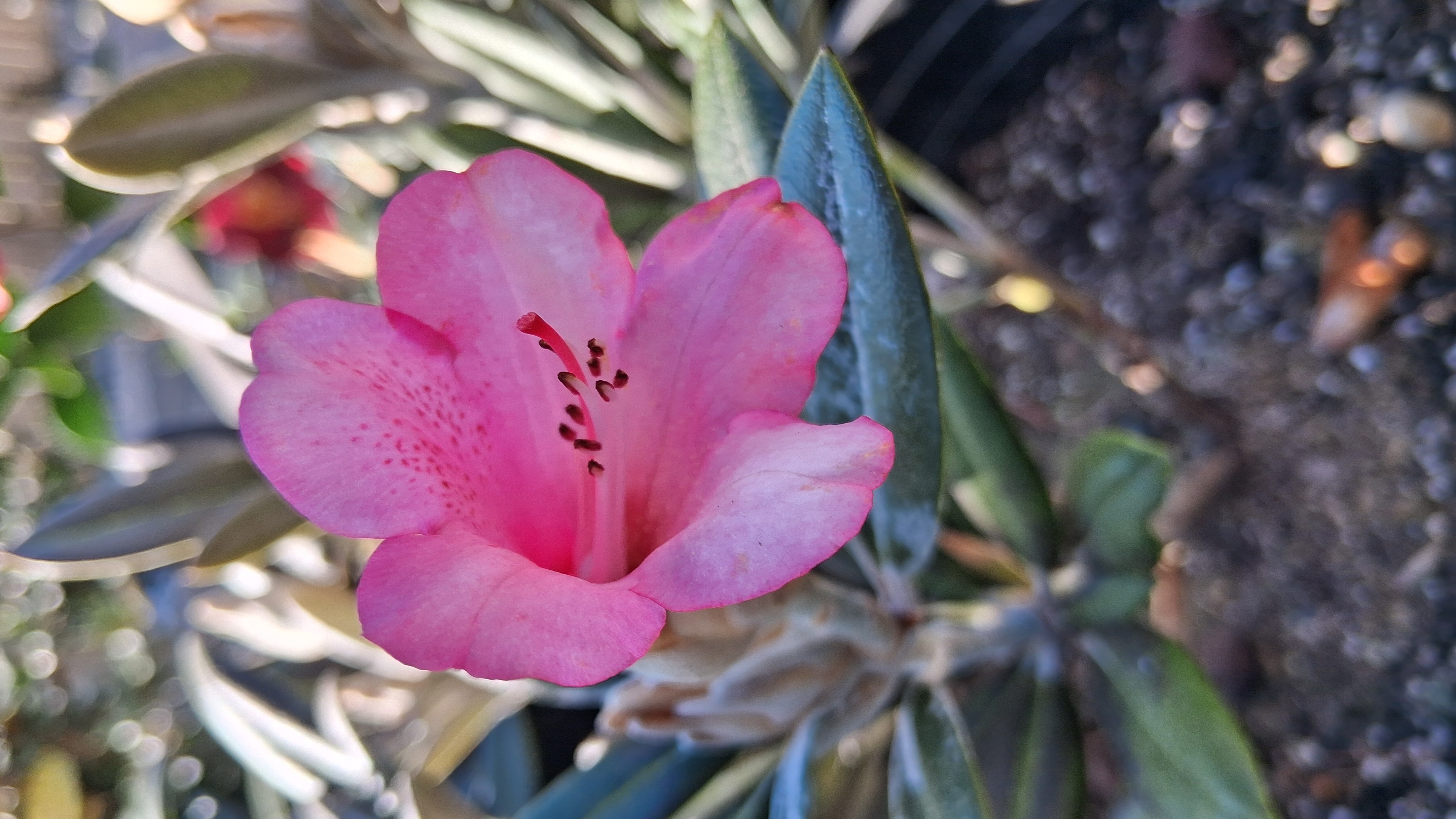 Rhododendron Coral Breeze photo