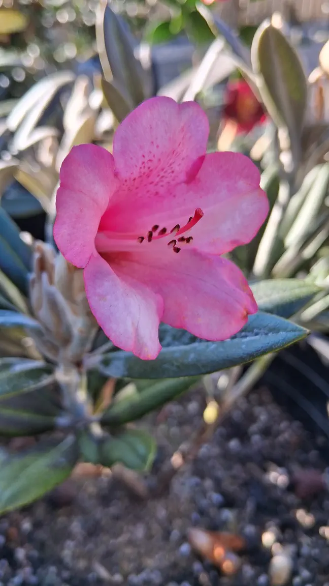 Photo of R. 'Coral Breeze', Rhododendron Hybrid