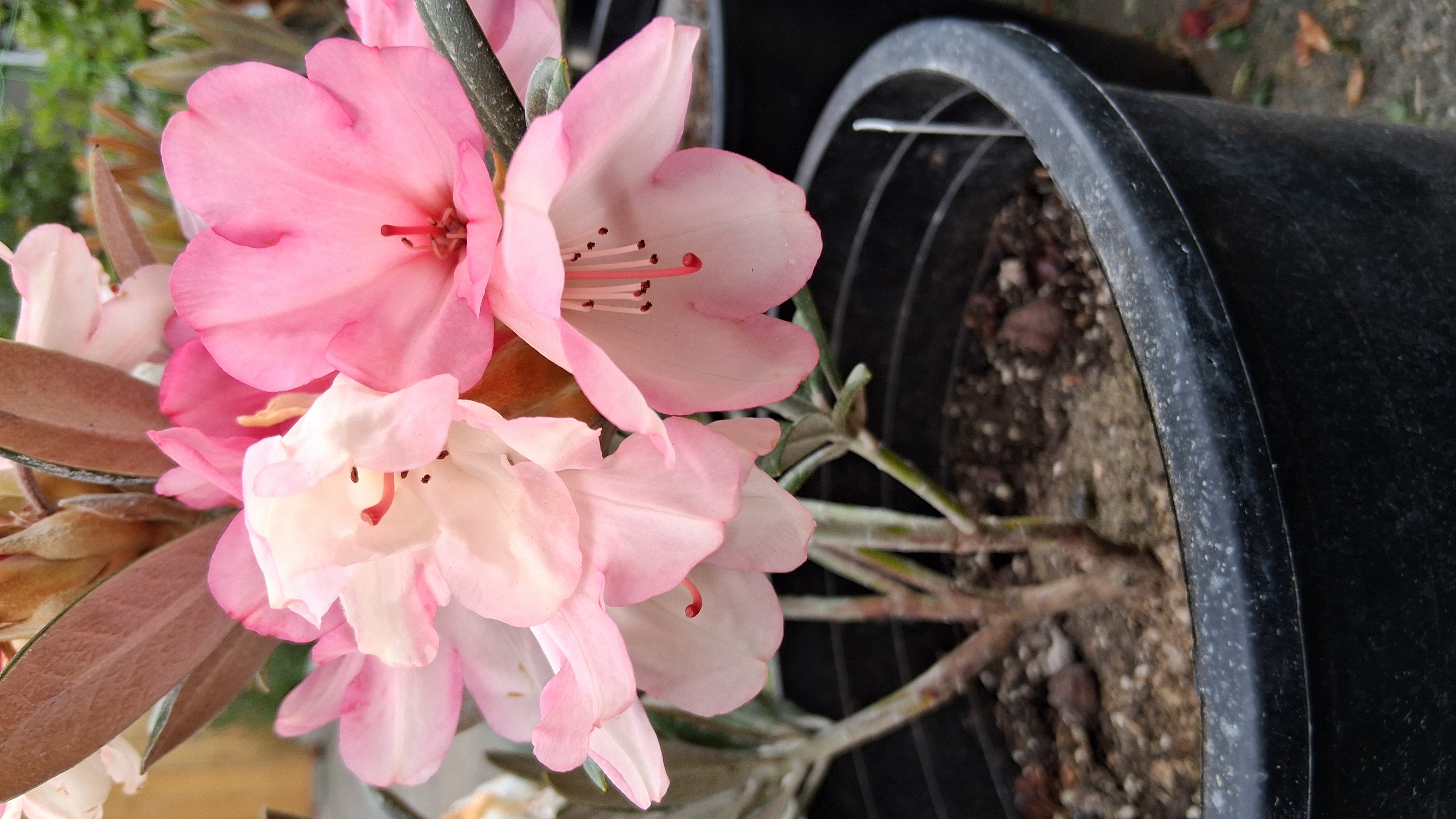 Rhododendron Coral Breeze photo