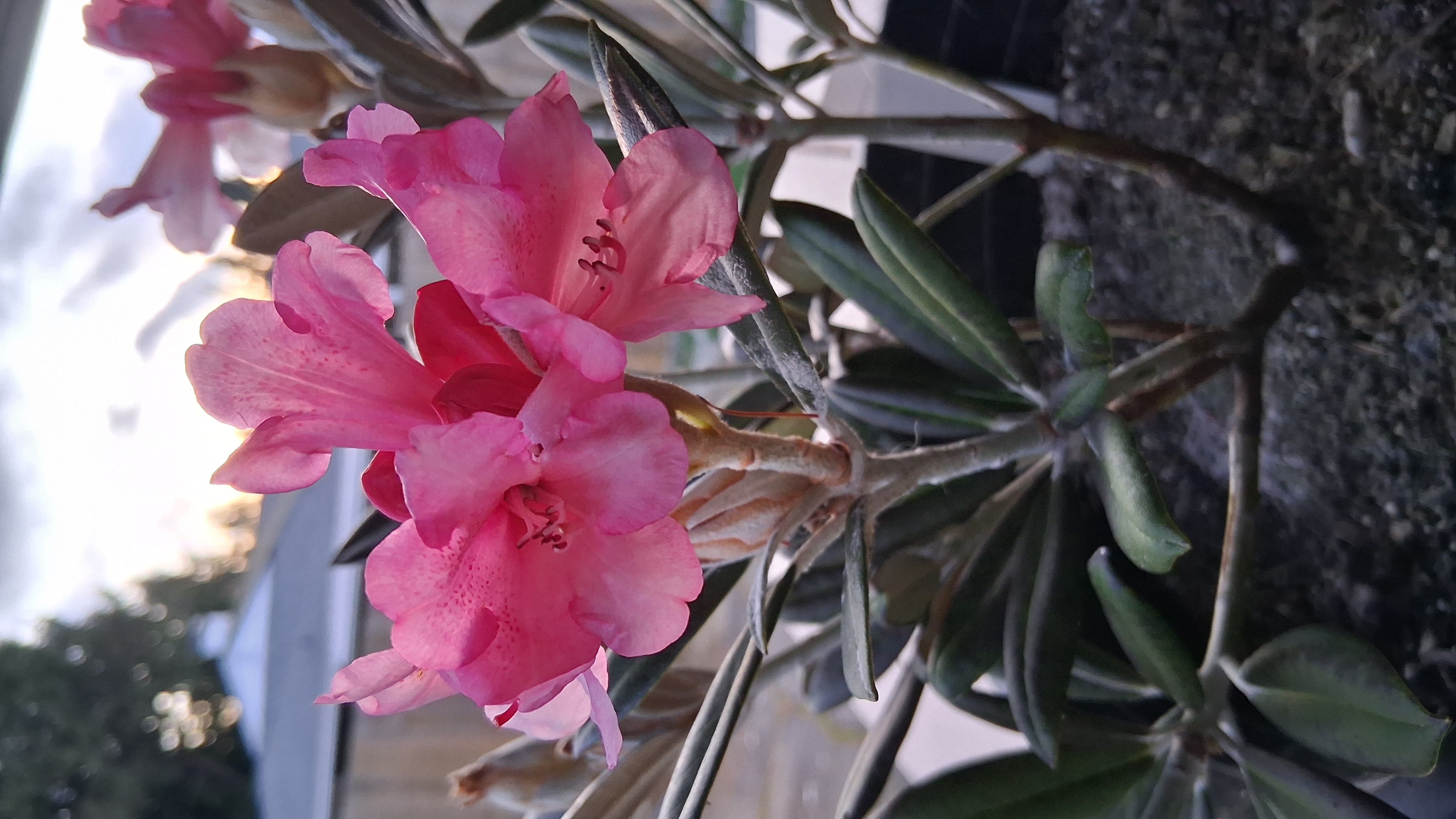 Rhododendron Coral Breeze photo