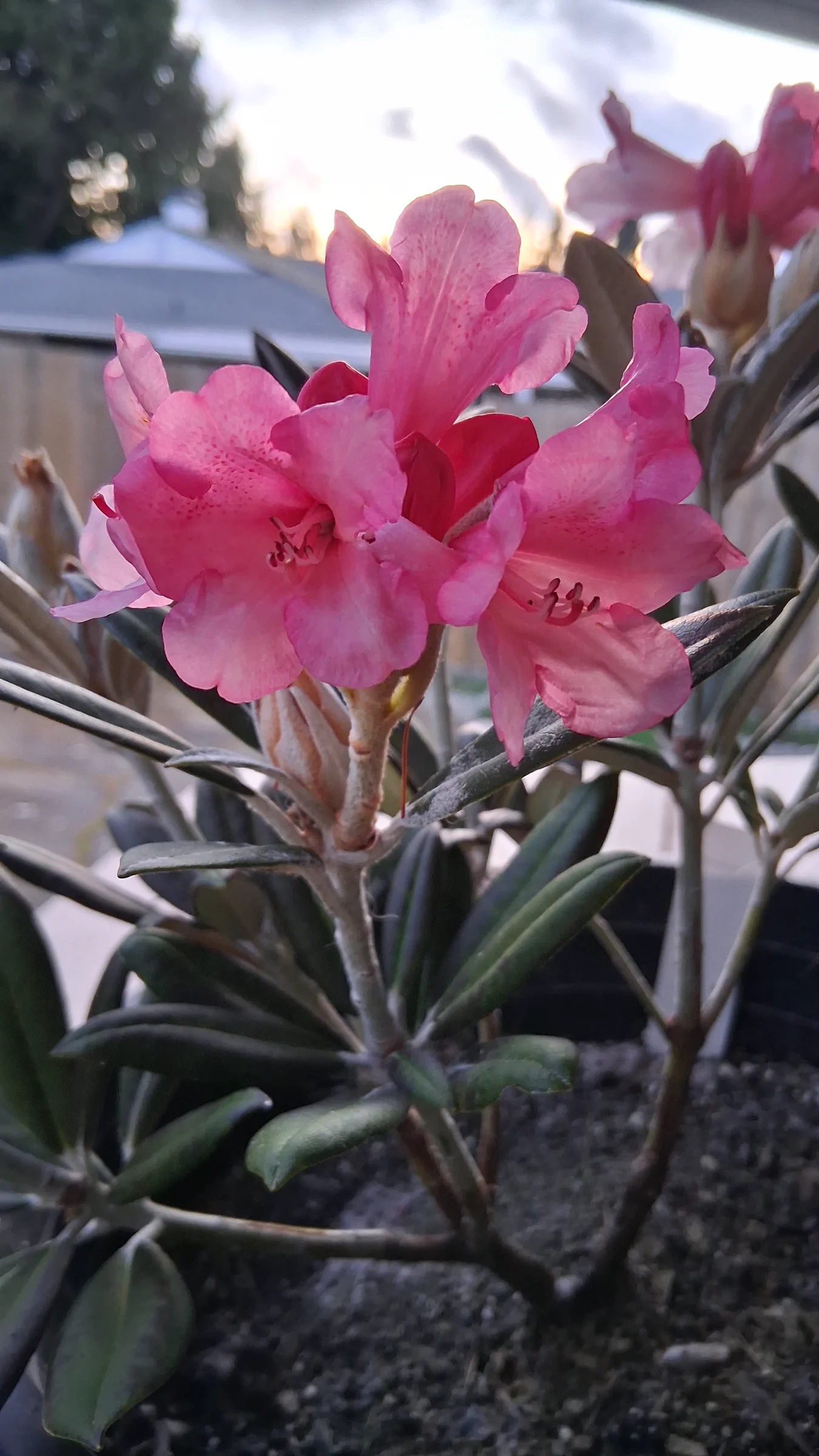 R. 'Coral Breeze' photo of R. 'Coral Breeze'. R. 'Coral Breeze'. Location: Private Garden, Seatac, WA, USA. Photo by: Thatrhodylady