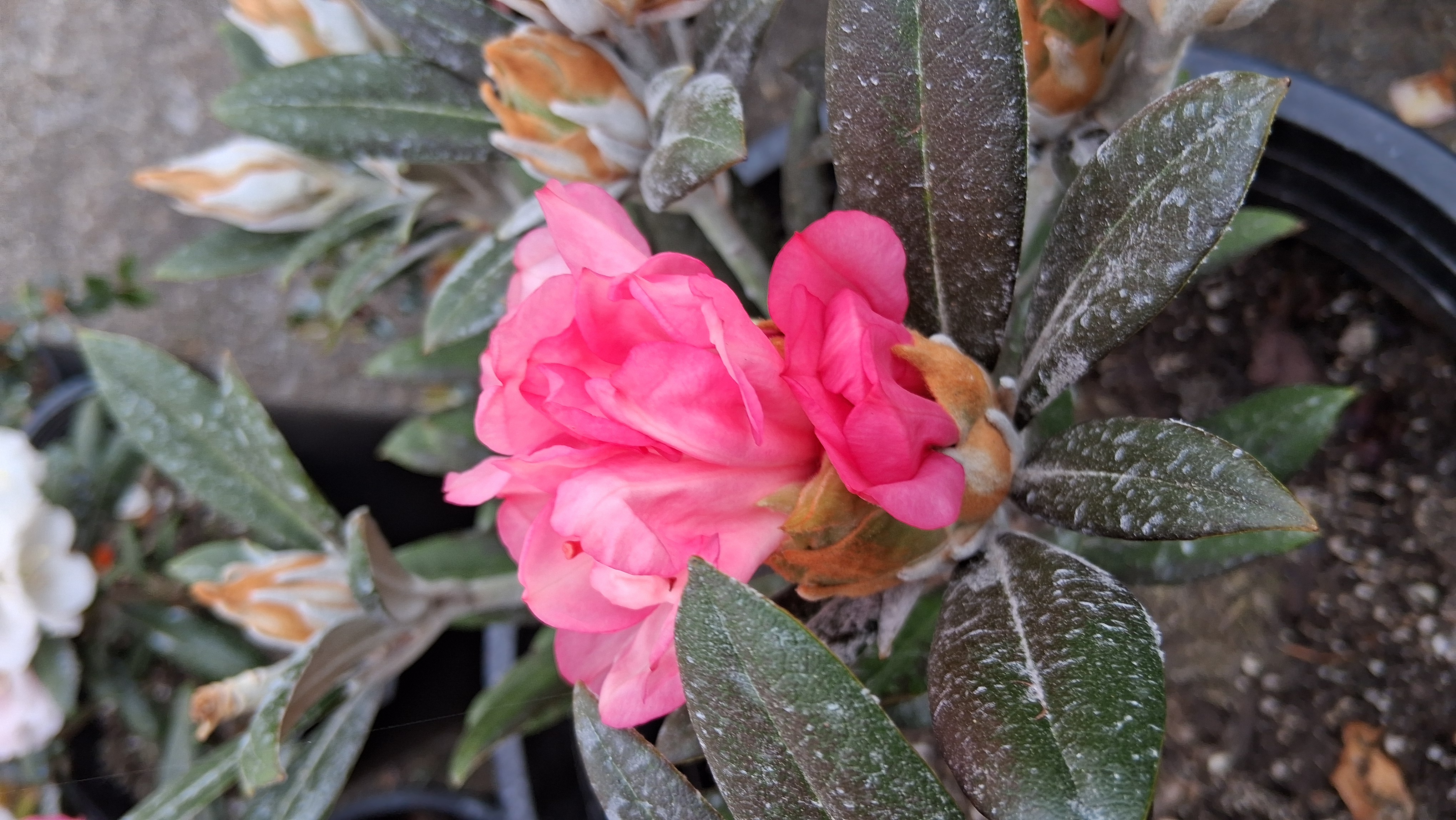 Rhododendron Coral Breeze photo