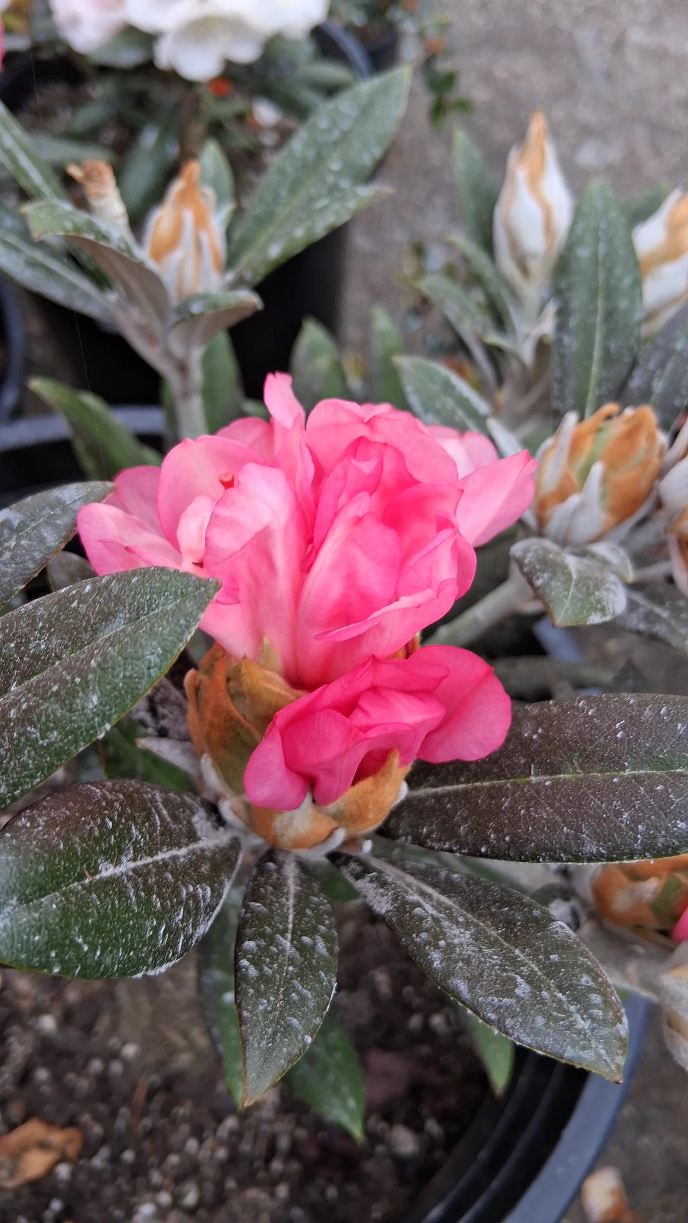 R. 'Coral Breeze' photo of R. 'Coral Breeze'. R. 'Coral Breeze' flower buds starting to open.. Location: Private Garden, Seatac,WA, USA. Photo by: Thatrhodylady