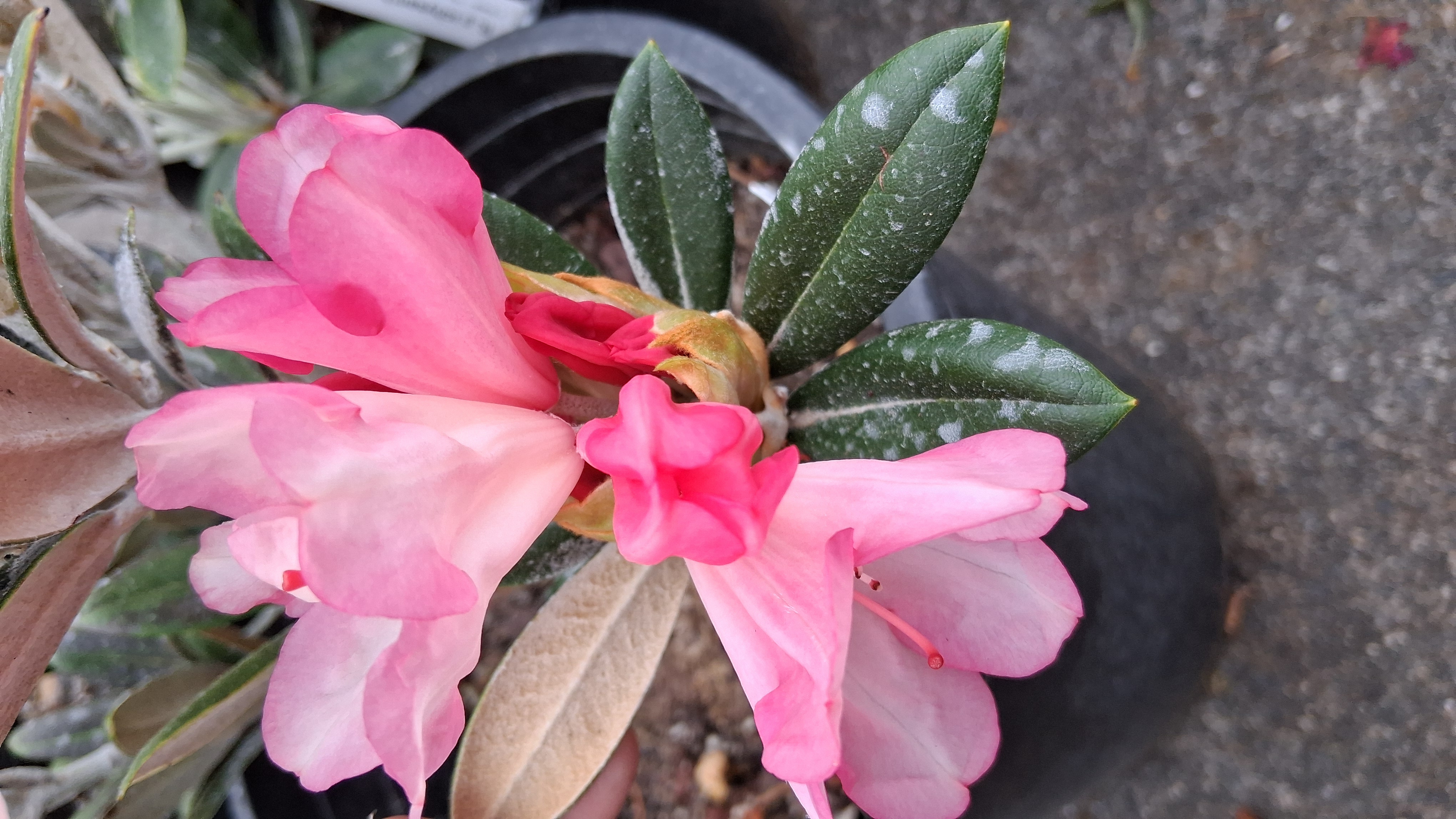 Rhododendron Coral Breeze photo